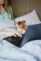 mulher com fofa cachorro deitado dentro cama e usando computador portátil às manhã foto