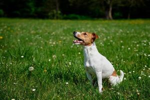 fofa cachorro caminhando às verde grama. jack russell terrier retrato ao ar livre foto