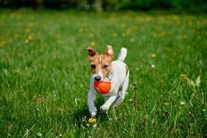 ativo cachorro jogando com brinquedo bola em verde grama. animal caminhando dentro parque foto