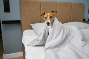 fofa cachorro dentro quarto. animal debaixo cobertor dentro cama foto