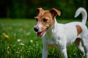 fofa cachorro caminhando às verde grama. jack russell terrier retrato ao ar livre foto