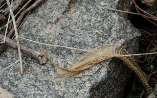 seco derramamento serpente pele em uma pedra foto