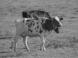 a pequena aldeia weseke em westphalia foto