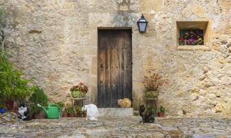 felino encontro de a rústico pedra casa com floral acentos foto