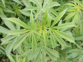 Fora porta crescer cânhamo. jovem cannabis plantar. medicinal indica com cbd. legal maconha cultivo dentro a Fazenda foto