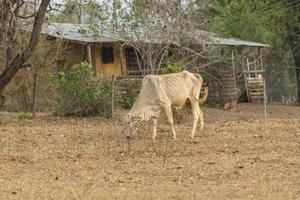 vaca nelore pastando ao pôr do sol no interior do brasil foto