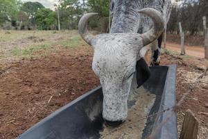 Touro girino comendo em um alimentador perto de uma cerca de arame farpado em uma fazenda no Brasil foto