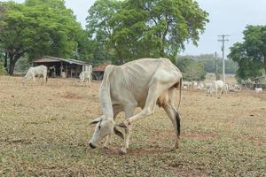 vaca nelore coçando a cabeça com a pata traseira no interior do brasil foto