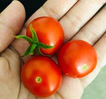 cereja tomates dentro a mãos do uma homem em uma Preto fundo foto