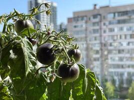 sacada jardim - em vaso tomates em uma sacada dentro uma residencial apartamento construção foto