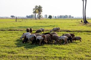 Visão do uma rebanho do Castanho e branco manadas do cabras pastar em fresco verde grama. foto