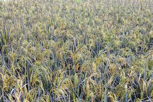 fechar-se fundos do arroz Campos preenchidas com orelhas do vários tipos do arroz perto árvores foto