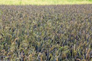 fechar-se fundos do arroz Campos preenchidas com orelhas do vários tipos do arroz perto árvores foto