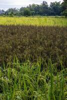 cenário do arroz Campos preenchidas com fertil orelhas do diferente tipos do arroz perto árvores foto