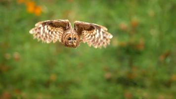 coruja tawny, struco aluco foto