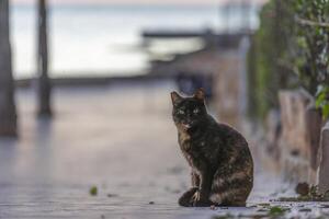 serenidade às crepúsculo. uma casco de tartaruga gato olhar ao longo uma beira-mar passeio foto