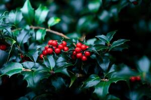 vermelho azevinho baga cachos em verde frondoso galhos do a arbusto Winterberry foto