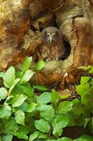 coruja boreal, aegolius funereus foto