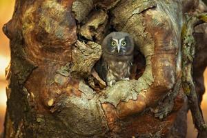 coruja boreal, aegolius funereus foto