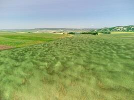 aéreo Visão em verde trigo campo dentro interior. campo do trigo sopro dentro a vento gostar verde mar. jovem e verde espigas. orelhas do cevada colheita dentro natureza. agronomia, indústria e Comida Produção. foto