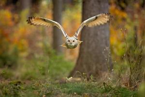 coruja águia siberiana foto