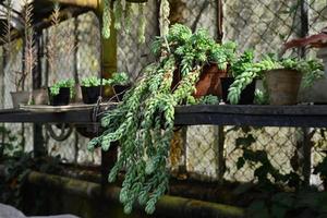 sedum morganianum pendurado em panela, é uma suculenta popular com caules à direita e folhas verde-azuladas carnudas foto