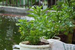 salsão folha plantar, verde e fresco. frequentemente usava Como a aditivo para Comida. fornece uma fresco gosto e aroma isolado em borrão fundo ápio graveolens foto