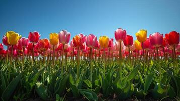 ai gerado campo do vermelho e amarelo tulipas foto