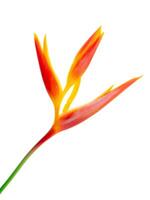 fechar acima heliconia flor foto