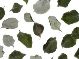 seco folhas do vitex trifolia foto