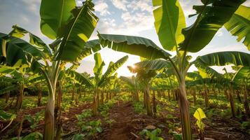 ai gerado banana árvore plantação dentro natureza com luz do dia. industrial escala banana cultivo para no mundo todo exportar. foto