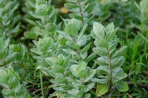 fechar acima do vitex trifolia foto