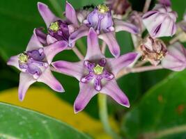 coroa flor ou calotropis gigantea. foto