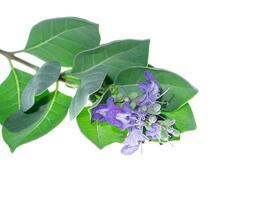 fechar acima do vitex trifolia foto