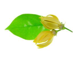 perfumado flores do escalada ylang-ylang foto