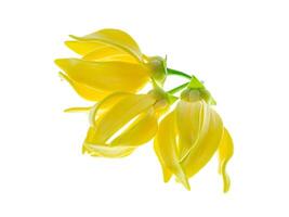 perfumado flores do escalada ylang-ylang foto