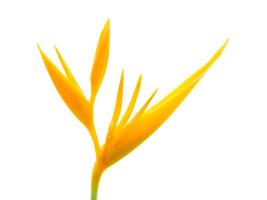 fechar acima heliconia flor foto