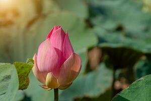 fechar acima Rosa lótus flor. foto