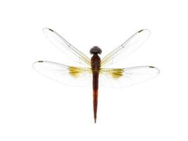 imagem macro de libélula foto