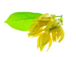 perfumado flores do escalada ylang-ylang foto