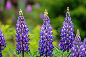 ai gerado fechar acima do roxa tremoço flores dentro flor foto