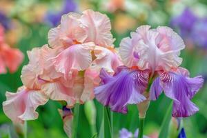 ai gerado lindo íris flores dentro a jardim. lindo verão íris flores foto