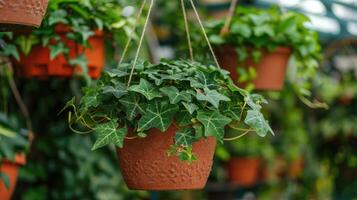 ai gerado a conceito do casa e jardim do Deformação hera crescido dentro uma suspensão cesta em plantar berçário, ornamental trepadeiras. foto