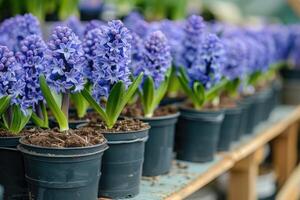 ai gerado muitos azul tolet floração jacintos dentro panelas estão exibido em estante dentro florística loja ou às rua mercado. foto