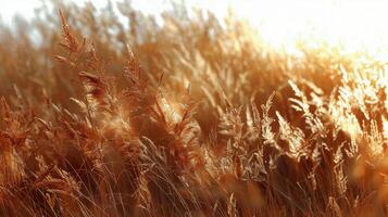 ai gerado iluminado pelo sol alta Relva campo foto