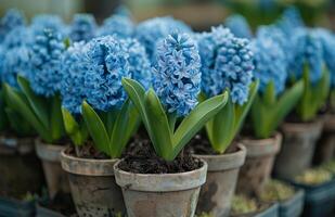 ai gerado grupo do azul flores dentro uma argila Panela foto