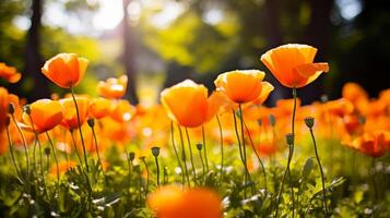 ai gerado vibrante papoula campo dentro cheio flor foto