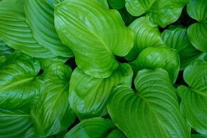 jardim plantar hospedeiro. verde folhas fundo. verão flor natureza. foto