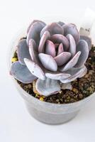 echeveria empoeirado rosa plantar suculento dentro Panela. verde pequeno flor em branco fundo. foto