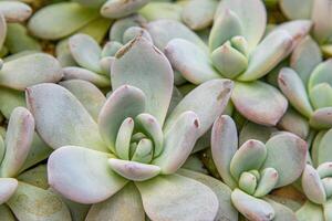 flores nome echeveria geléia neve anjo. a suculento plantar é uma tipo do cacto. verde natureza folhagem fundo. foto